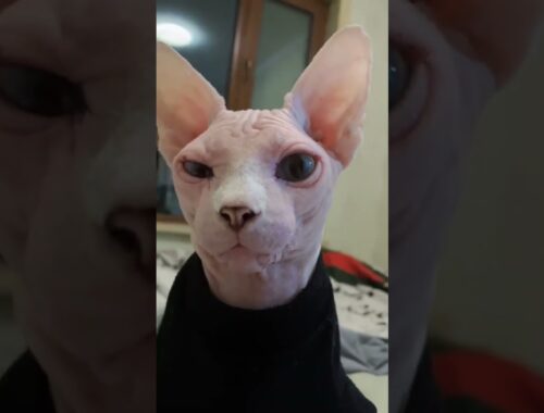 You seem to be shaking your head to the music! Funny Sphynx #sphynx #sphynxcats #sphynxofinstagram