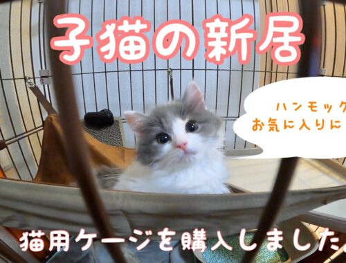 子猫の新居〜猫用ケージを購入〜（サイベリアンの子猫）