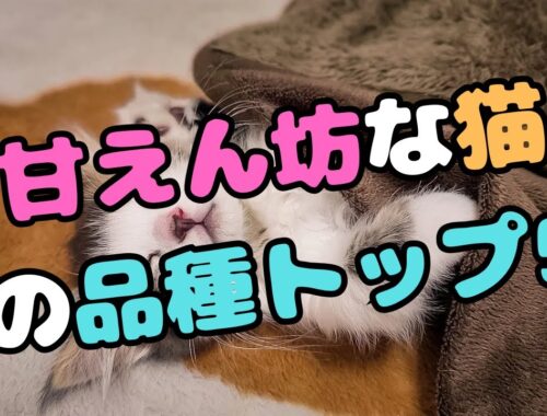【かわいい】甘えん坊な猫の品種トップ5