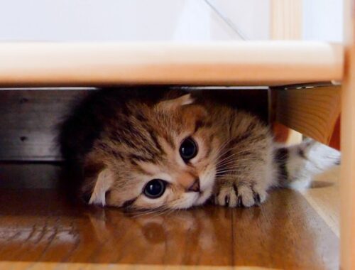 It's cute to see a kitten cowering and hiding when he can't be played with.