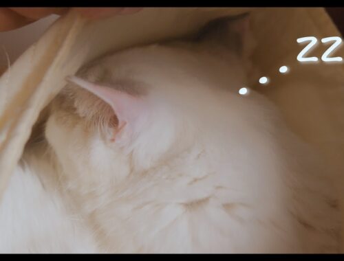 抱っこ紐でいびきをかきながら爆睡するラグドール　#猫 #ラグドール #ragdollcat