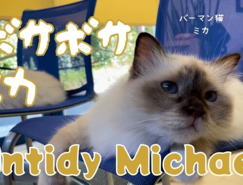 バーマン猫ミカ【ボサボサミカ】Untidy Michael（バーマン猫）Birman/Cat