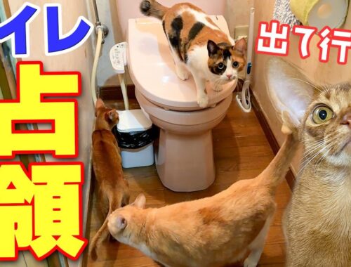 トイレに入ろうとした瞬間に大量の猫がなだれ込んで占拠されてしまいました…
