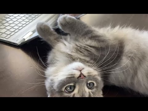 【サイベリアン猫】仕事の邪魔の仕方が激しい甘えん坊の子猫が可愛い