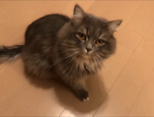 【猫】サイベリアンのリアルな甘え声鳴き声