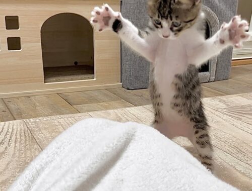 生後45日 タオルケットに隠れた足が気になる子猫 【山菜兄妹#44】Kitten wondering about legs hidden in towel.