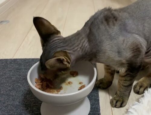 デボンレックス弟が一所懸命ご飯を食べています(Devon Rex cat loves to have dinner)