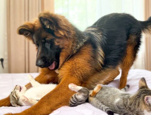 German Shepherd Wakes Up Kittens