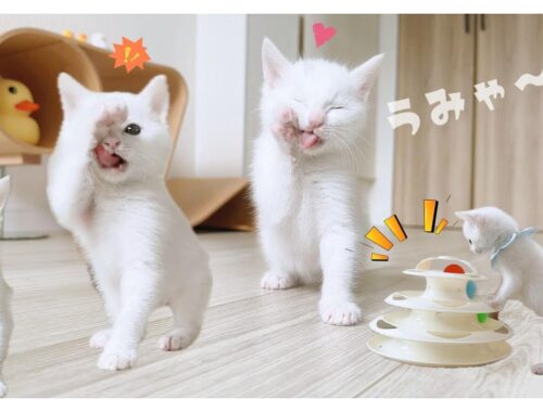 子猫がお皿ではじめて飲むミルク★ロイヤルカナンがうますぎて体で表現する子猫がかわいすぎる【保護猫生活28日目2】