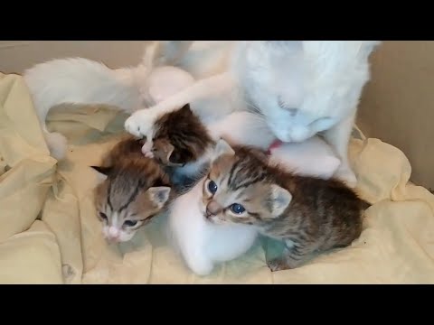 Mother Cat Is Afraid For Her Kittens She's Standing To Protect them
