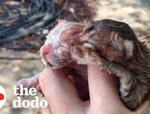 Tiny Kittens Found In Road Climb Up Their Foster Mom's Legs | The Dodo
