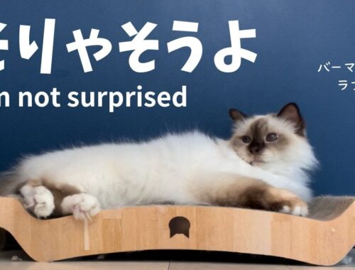 バーマン猫ラフ【そりゃそうよ】I'm not surprised（バーマン猫）Birman/Cat