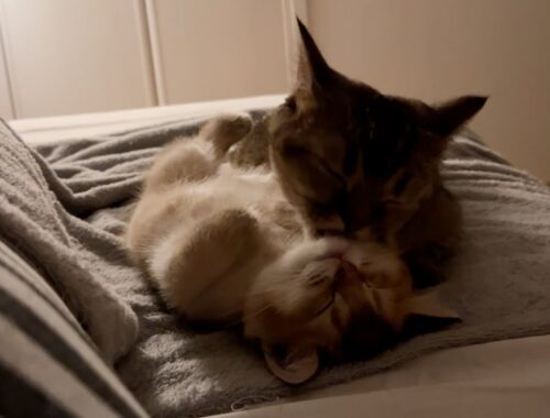 A touching event happened on the last night of mother cat Kiki and kitten Mocha