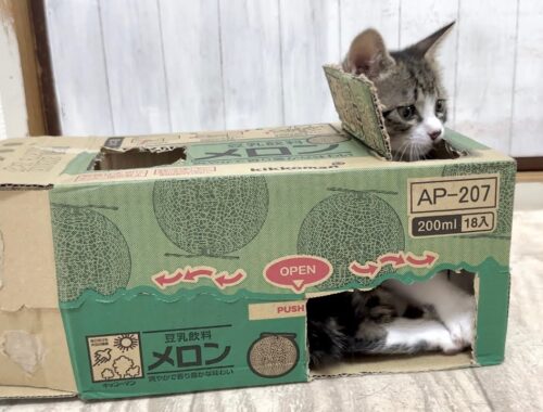 生後46日 段ボールハウスを気に入りすぎた子猫 【山菜兄妹#45】Kittens like cardboard houses.