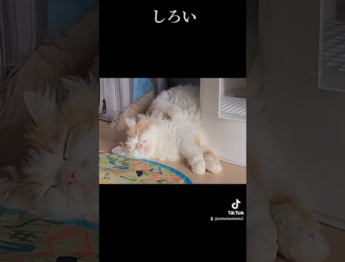 白い毛玉のお昼寝 #ラガマフィン #cat #猫動画 #shorts