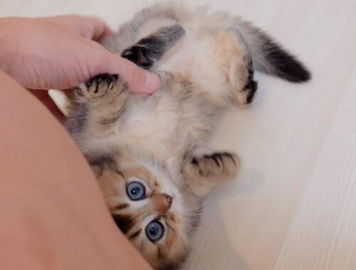 When kittens are hungry, they look at you with their beautiful kitten blue eyes.