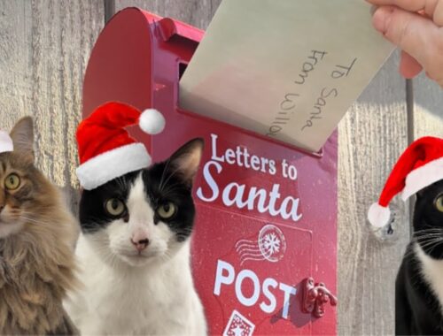 Kitty Letters to Santa..