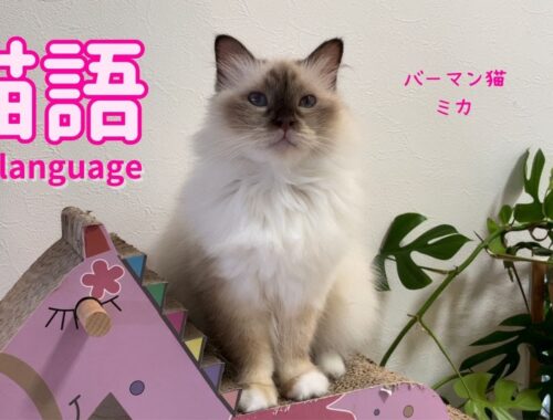 バーマン猫ミカ【猫語】Cat language（バーマン猫）Birman/Cat