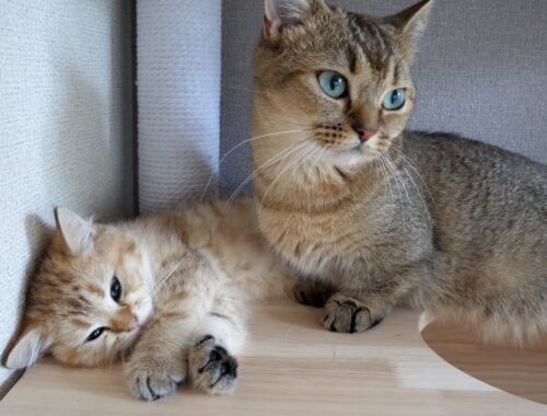 Lovely moments between Chai the kitten and Kiki the mother cat...