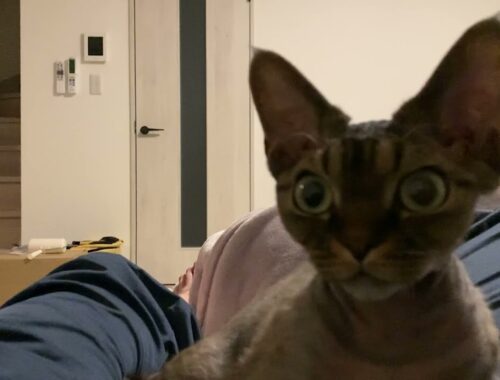 デボンレックス子猫が私の上でグルーミングをしています(Devon Rex kitten grooming on me)