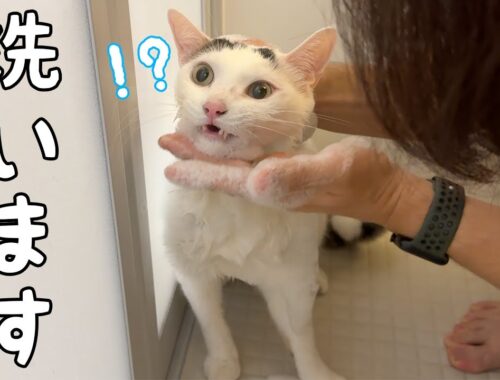チロさんの猫ニキビがひどくなってきたのでアゴを洗います！