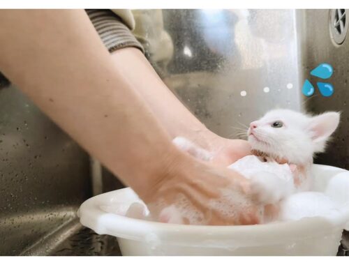 【子猫のシャンプー】まっ白でフワッフワにお風呂に入ってなりました【保護猫生活32日目】