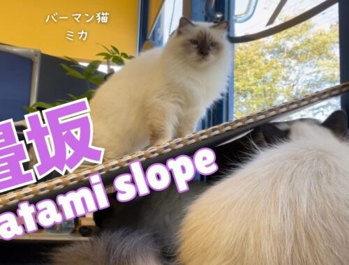 バーマン猫ミカとラフとウリとガブ【畳坂】Tatami slope（バーマン猫）Birman/Cat