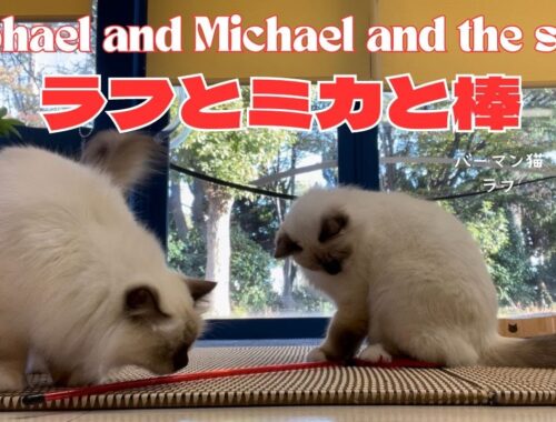 バーマン猫ラフとミカ【ラフとミカと棒】Raphael and Michael and the stick（バーマン猫）Birman/Cat
