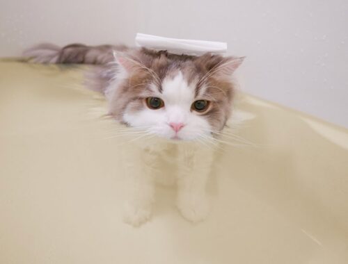お風呂が好きすぎて自ら湯船に入る猫。気持ち良すぎて放心状態に...笑