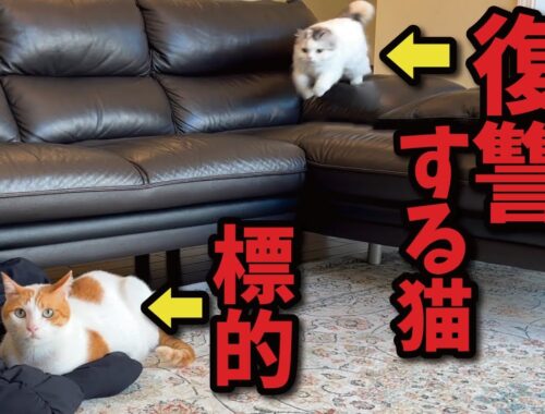 理不尽すぎる暴力についに後輩猫がブチ切れました…！【関西弁でしゃべる猫】【猫アテレコ】