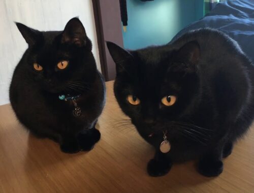 4匹黒猫ボンベイファミリー☆姉妹猫をみるとなぜか癒される