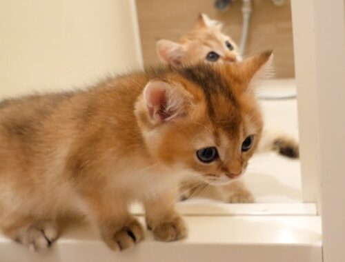 Kittens Chai and Mocha explore the bath for the first time
