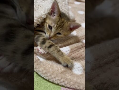 ゴールデンウィークをだらだら寝過ごす子猫のきぃちゃん🐱 #gatto #kitton #cat #子猫 #保護猫