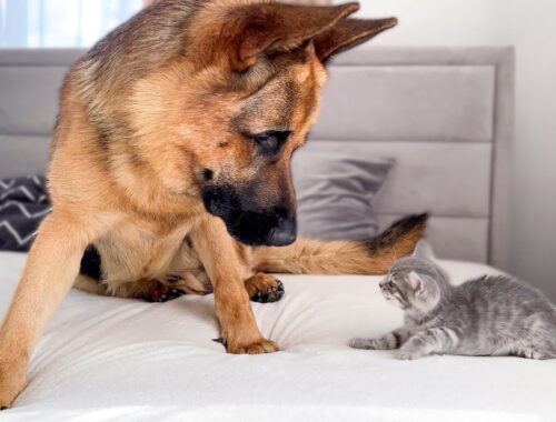 German Shepherd and a Tiny Kitten Before Becoming Friends