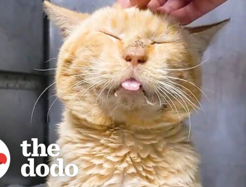 Scruffy Shelter Cat Turns Into A Little Lion | The Dodo