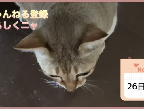 26日目 #シンガプーラ #子猫 #成猫　　二匹の朝【癒やしのペット動画】