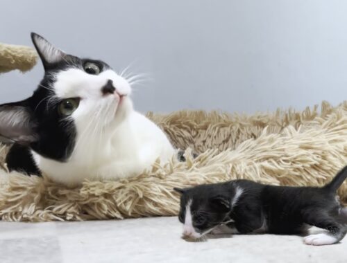 The first meeting between a baby kitten and miracle older cat Mu was filled with kindness and love