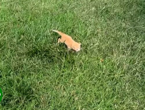 Tiny kitten found all alone next to highway