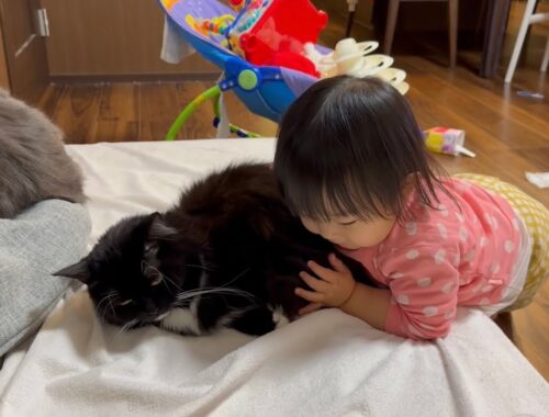 2歳児の抱っこを許し始めた猫　ラガマフィンA cat who has started to let you hold him. Ragamuffin