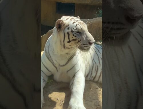ホワイトタイガー　クラウンくん　大きなネコちゃん　【いしかわ動物園】White tiger Crown-kun Ishikawa Zoo