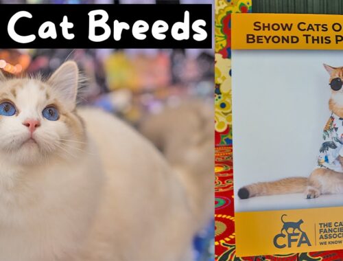 Meet Every Cat Breed at the Largest Cat Show in the World (CFA International 2023) | The Cat Butler