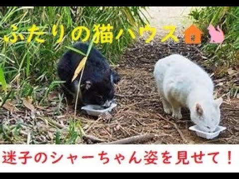 【２人の猫ハウス🏡シロ&ドラ】迷子のシャーちゃんが姿を見せず‥ご飯だけなくなります💦