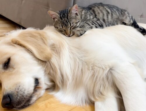 Adorable Kitten Uses Golden Retriever As Its Own Bed!