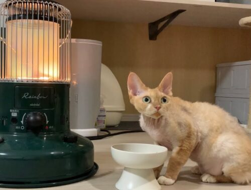 デボンレックス兄がストーブのそばで晩ご飯を食べました(Devon Rex cat having dinner by the heater)