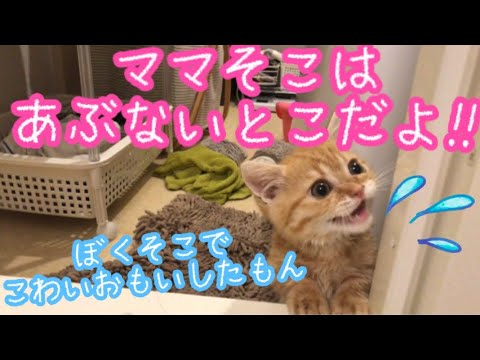 【猫の鳴き声】はじめてお風呂に入って出た後のマンチカンの子猫の鳴き声が可愛すぎる【後編】