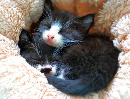 ダイソーの寝袋で重なり合って眠る仲良し子猫姉妹💕【道路のずぶ濡れ子猫保護4日目】