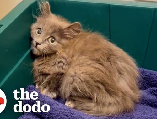 Woman Finds Tiny Kitten In Her Backyard | The Dodo