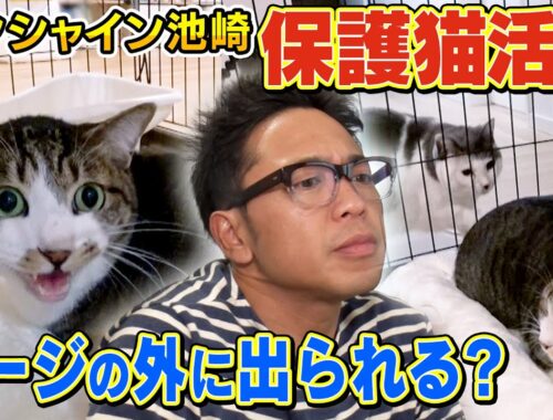 【猫おじさん】サンシャイン池崎さんの家に来た新入り佐吉が遂にケージの外へ！【保護猫活動】