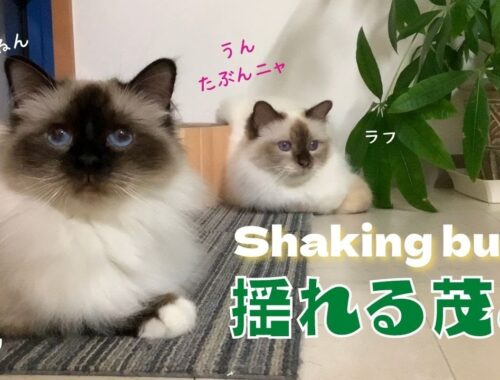 ラフを誘き寄せる【揺れる茂み】Shaking bush（バーマン猫）Birman/Cat