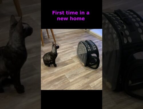 A black cat in a new home for the first time Shorts